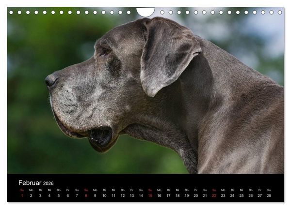 Produktbild: Deutsche Dogge 2026 (Wandkalender 2026 DIN A4 quer), CALVENDO Monatskalender