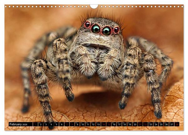 Produktbild: Jumping Spiders (Wall Calendar 2026 DIN A3 landscape), CALVENDO 12 Month Wall Calendar