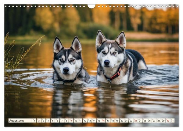 Produktbild: Siberian Huskies - die Extremsportler (Wandkalender 2026 DIN A3 quer), CALVENDO Monatskalender
