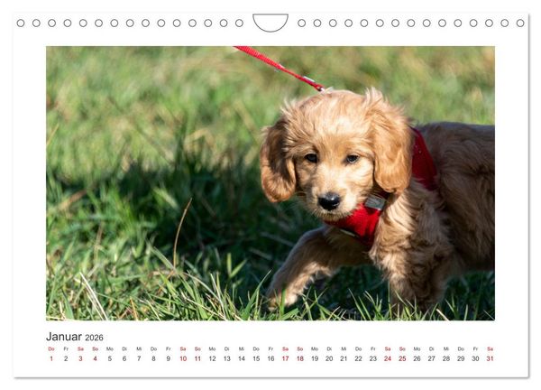 Produktbild: Mini Goldendoodle - Gl&uuml;ck ist ein Hund (Wandkalender 2026 DIN A4 quer), CALVENDO Monatskalender