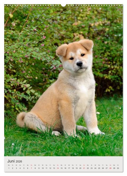Produktbild: Hundewelpen (hochwertiger Premium Wandkalender 2026 DIN A2 hoch), Kunstdruck in Hochglanz