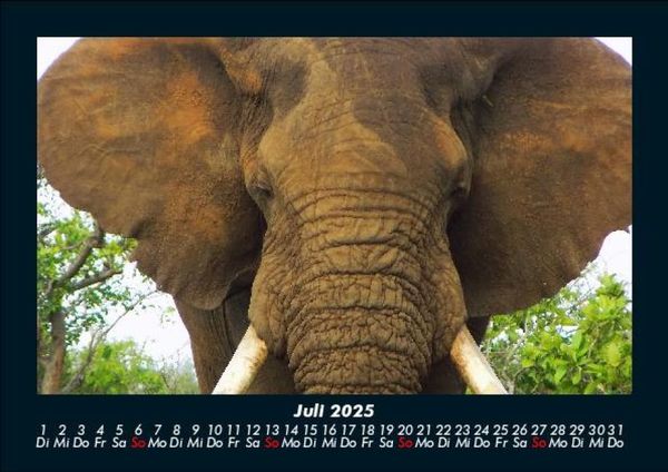 Produktbild: Der Elefantenkalender 2025 Fotokalender DIN A5