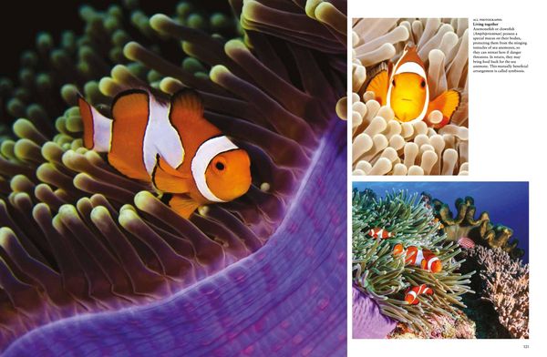 Produktbild: Tropical Fish