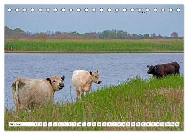 Produktbild: Angeln - Landschaft zwischen Schlei und Flensburger F&ouml;rde (Tischkalender 2026 DIN A5 quer), CALVENDO Monatskalender