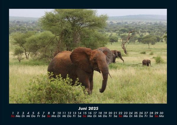 Produktbild: Elefanten - Die sanften Riesen Afrikas 2025 Fotokalender DIN A4