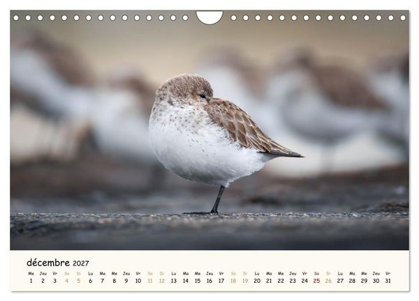 Produktbild: Chuchotements d'ailes - Une ann&eacute;e dans l'intimit&eacute; des oiseaux (Calendrier mural 2027 DIN A4 vertical), CALVENDO calendrier mensuel