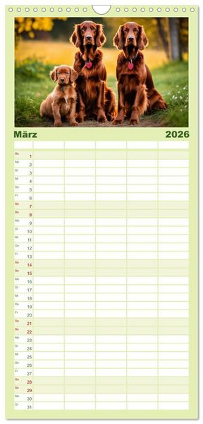 Produktbild: Familienplaner 2026 - Irish Setter - Anmut pur mit 5 Spalten (Wandkalender, 21 x 45 cm) CALVENDO