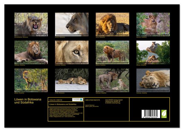 Produktbild: L&ouml;wen in Botswana und S&uuml;dafrika (Wandkalender 2026 DIN A3 quer), CALVENDO Monatskalender