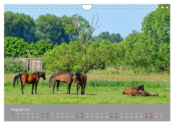 Produktbild: Naturerlebnis im Biosph&auml;renreservat Dr&ouml;mling (Wandkalender 2027 DIN A4 quer), CALVENDO Monatskalender