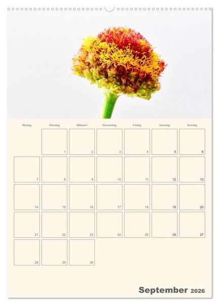 Produktbild: Blumenmetamorphosen (Wandkalender 2026 DIN A2 hoch), CALVENDO Monatskalender