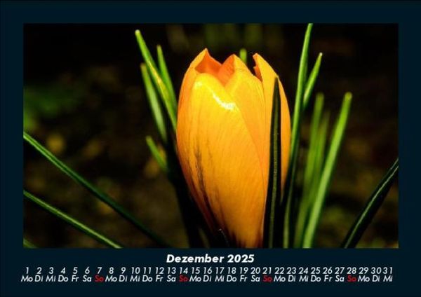 Produktbild: Blumentr&auml;ume 2025 Fotokalender DIN A5