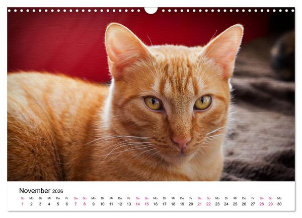 Produktbild: Katzenjahr 2026 (Wandkalender 2026 DIN A3 quer), CALVENDO Monatskalender