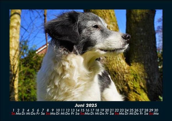 Produktbild: Der Hundekalender 2025 Fotokalender DIN A5