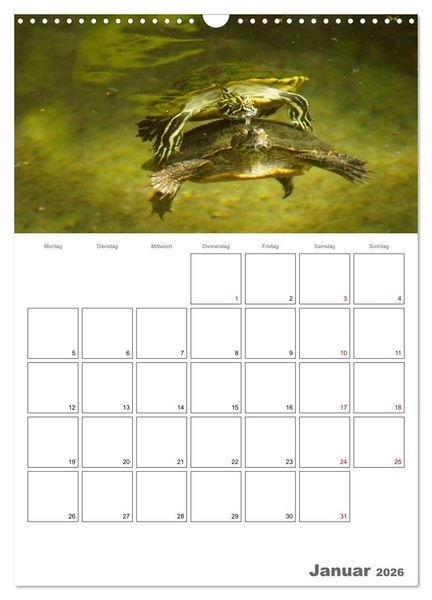Produktbild: Langsame Schildkr&ouml;ten (Wandkalender 2026 DIN A3 hoch), CALVENDO Monatskalender