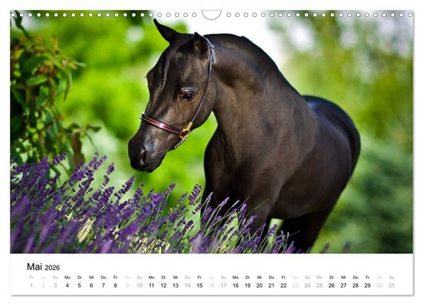 Produktbild: Pferde - Magdalena Strakova (Wandkalender 2026 DIN A3 quer), CALVENDO Monatskalender