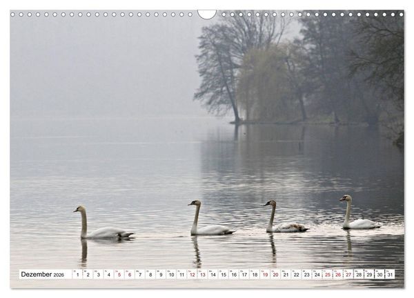Produktbild: Schw&auml;ne - imposant und faszinierend (Wandkalender 2026 DIN A3 quer), CALVENDO Monatskalender