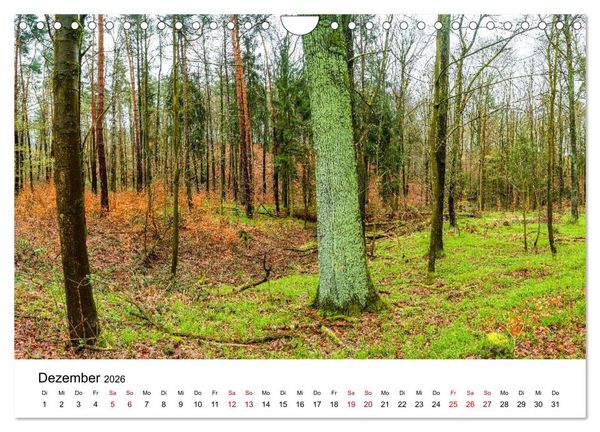 Produktbild: W&auml;lder: die letzte Zuflucht f&uuml;r die Wildnis (Wandkalender 2026 DIN A4 quer), CALVENDO Monatskalender