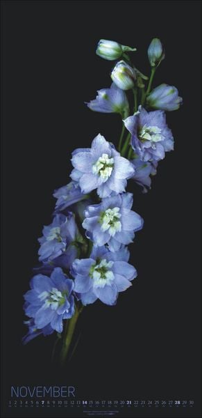 Produktbild: Die Magie der Blumen Kalender 2027