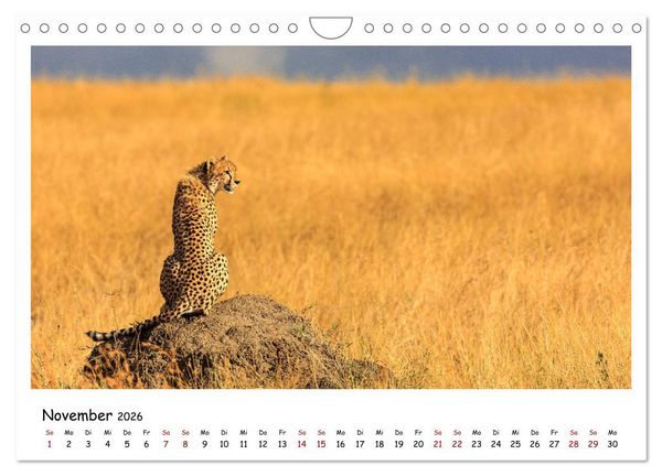 Produktbild: Tierparadies Kenia (Wandkalender 2026 DIN A4 quer), CALVENDO Monatskalender