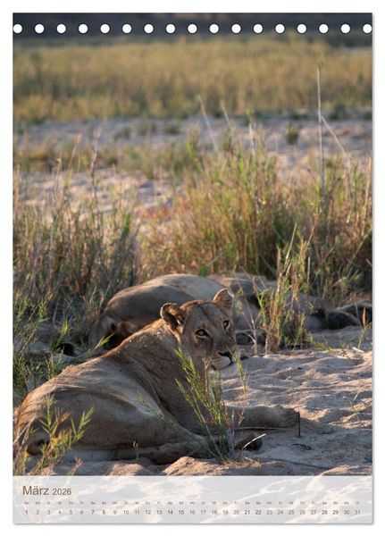 Produktbild: L&ouml;wen in Sabi Sands (Tischkalender 2026 DIN A5 hoch), CALVENDO Monatskalender
