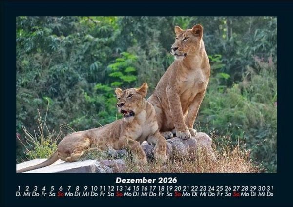 Produktbild: L&ouml;wen in der Wildnis 2026 Fotokalender DIN A5