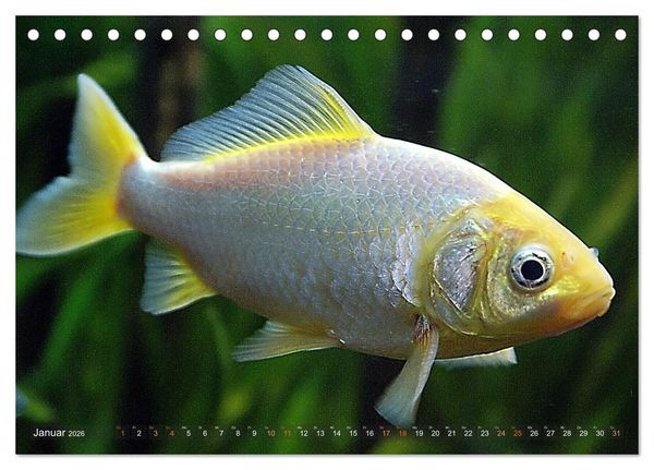Produktbild: Goldfischportraits (Tischkalender 2026 DIN A5 quer), CALVENDO Monatskalender