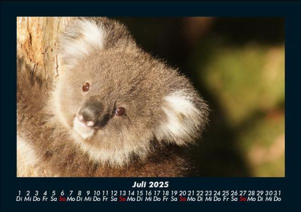 Produktbild: Koala 2025 Fotokalender DIN A5