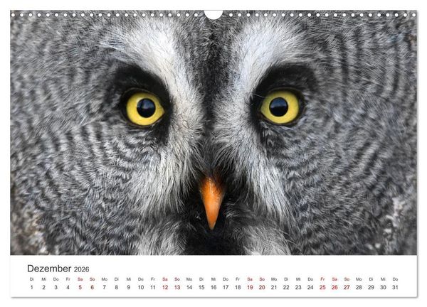 Produktbild: GREIFVOGEL- UND EULENPORTR&Auml;TS (Wandkalender 2026 DIN A3 quer), CALVENDO Monatskalender