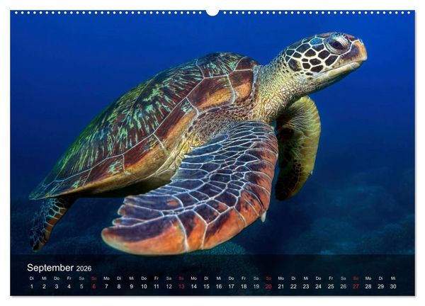 Produktbild: Schildkr&ouml;ten des Ozeans (Wandkalender 2026 DIN A2 quer), CALVENDO Monatskalender