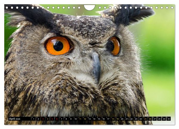 Produktbild: V&ouml;gel im Fokus - Ausdrucksstarke Vielfalt in der Vogelwelt (Wandkalender 2026 DIN A4 quer), CALVENDO Monatskalender