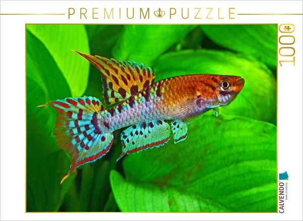 Produktbild: CALVENDO Puzzle Chromaphyosemion bivittatum, NIGERIA | 1000 Teile Lege-Gr&ouml;&szlig;e 64x48cm Foto-Puzzle f&uuml;r gl&uuml;ckliche Stunden
