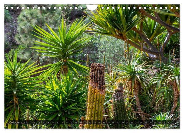 Produktbild: Grandioses Canaria (Wandkalender 2026 DIN A4 quer), CALVENDO Monatskalender