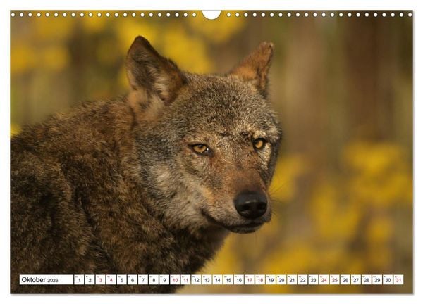 Produktbild: Waldtiere (Wandkalender 2026 DIN A3 quer), CALVENDO Monatskalender