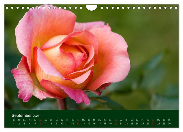 Produktbild: Blumen und Bl&uuml;ten (Wandkalender 2026 DIN A4 quer), CALVENDO Monatskalender