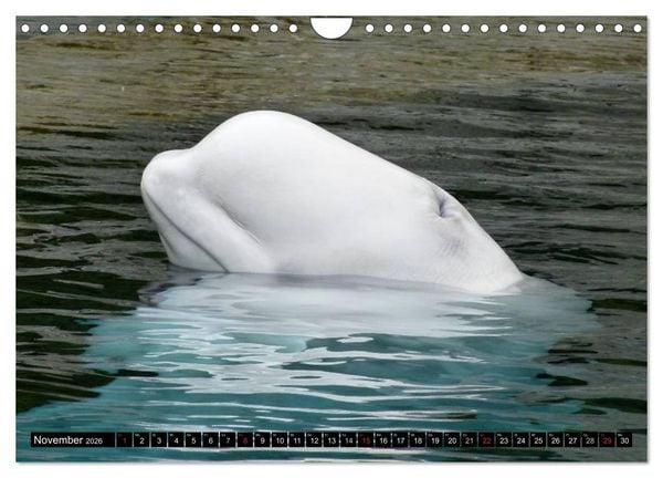 Produktbild: Wale - Kolosse der Meere (Wandkalender 2026 DIN A4 quer), CALVENDO Monatskalender