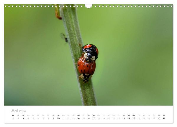 Produktbild: Marienk&auml;fer - kleine Gl&uuml;cksmomente (Wandkalender 2026 DIN A3 quer), CALVENDO Monatskalender