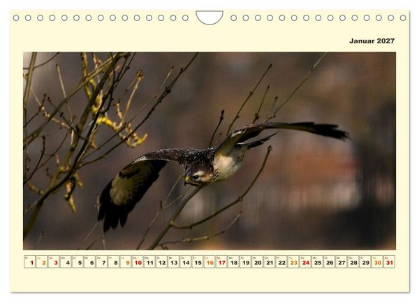 Produktbild: Tierwelt der W&uuml;mmeniederung (Wandkalender 2027 DIN A4 quer), CALVENDO Monatskalender