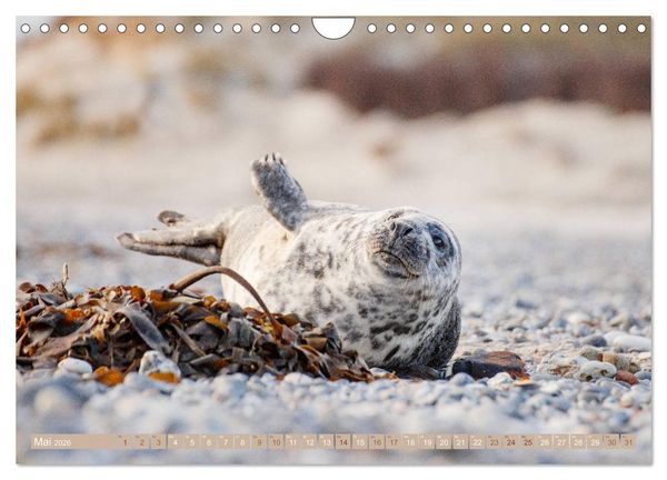 Produktbild: Kegelrobben - Die Kegelrobben von Helgoland (Wandkalender 2026 DIN A4 quer), CALVENDO Monatskalender