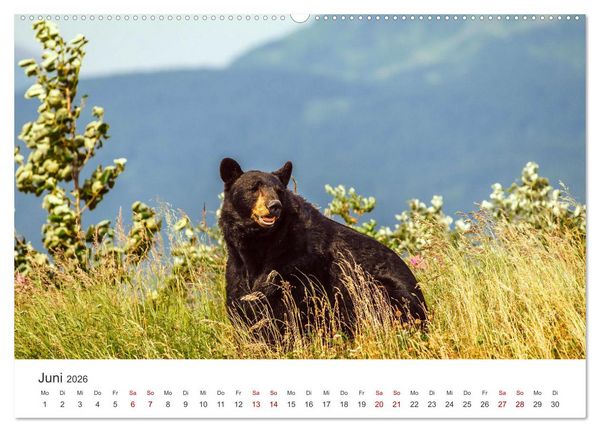 Produktbild: B&auml;ren - Pandas, Grizzlyb&auml;ren und Co. (Wandkalender 2026 DIN A2 quer), CALVENDO Monatskalender