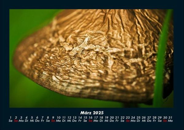 Produktbild: Pilzkalender 2025 Fotokalender DIN A4