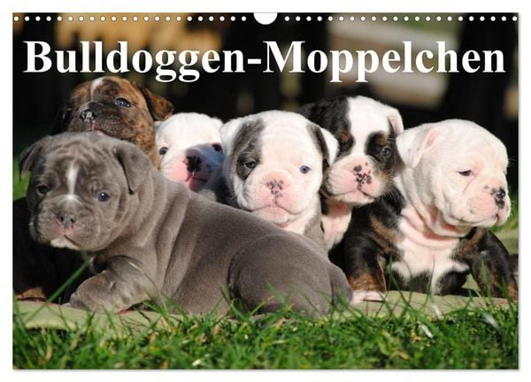 Produktbild: Bulldoggen-Moppelchen (Wandkalender 2026 DIN A3 quer), CALVENDO Monatskalender
