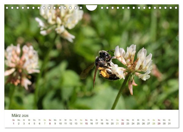 Produktbild: Wildbienen im Garten (Wandkalender 2026 DIN A4 quer), CALVENDO Monatskalender