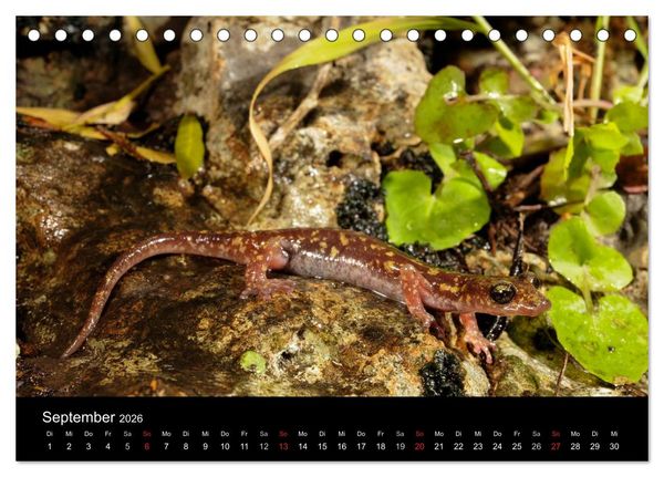 Produktbild: Salamander und Molche (Tischkalender 2026 DIN A5 quer), CALVENDO Monatskalender