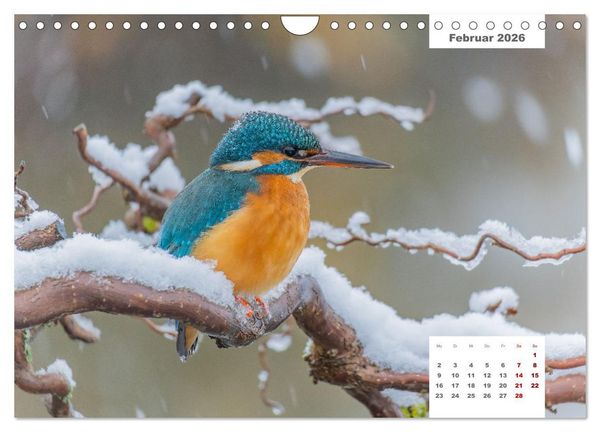 Produktbild: Zwei Tierfotografen Zw&ouml;lf Highlights (Wandkalender 2026 DIN A4 quer), CALVENDO Monatskalender