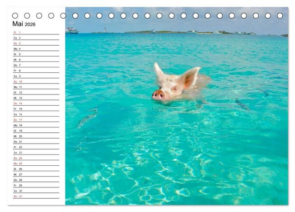 Produktbild: Schwimmende Schweine (Tischkalender 2026 DIN A5 quer), CALVENDO Monatskalender