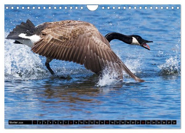 Produktbild: BERNACHES (Calendrier mural 2026 DIN A4 vertical), CALVENDO calendrier mensuel