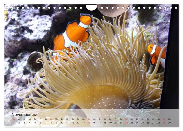 Produktbild: Knallbunte Wasserwelt. Die Welt der Fische (Wandkalender 2026 DIN A4 quer), CALVENDO Monatskalender