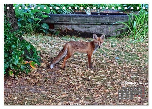 Produktbild: Familie Fuchs hautnah in Berlin (Tischkalender 2026 DIN A5 quer), CALVENDO Monatskalender