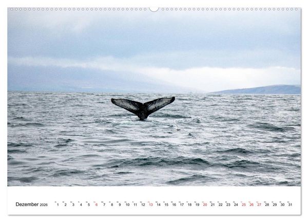Produktbild: ISLAND Atemberaubende Natur aus Feuer und Eis (Wandkalender 2026 DIN A2 quer), CALVENDO Monatskalender