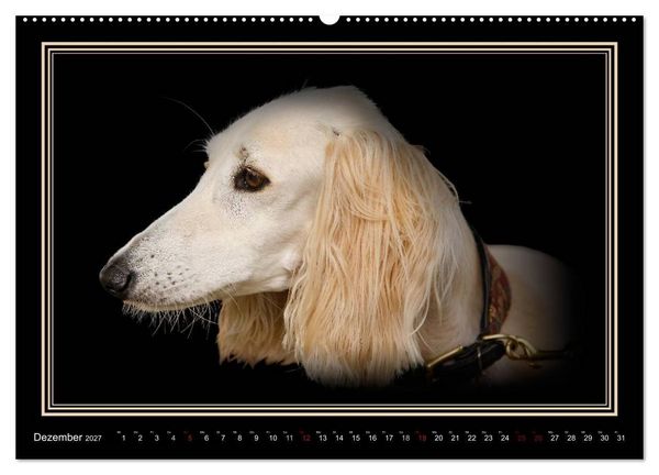 Produktbild: Saluki 2027 (hochwertiger Premium Wandkalender 2027 DIN A2 quer), Kunstdruck in Hochglanz